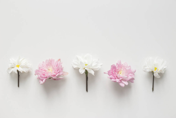 Квіти ряд хризантем на білому тлі. Плоский простір, вид зверху. Весняний пастельний фон
. - Фото, зображення