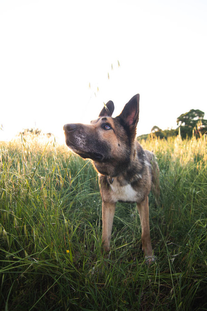 Cão olhando para a direita em um prado com o pôr do sol no fundo
 - Foto, Imagem