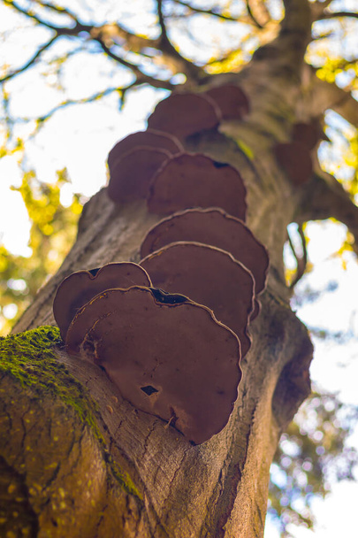 Polyporus - Pilz auf einem Baumstamm, im Wald, Nahsicht - Foto, Bild