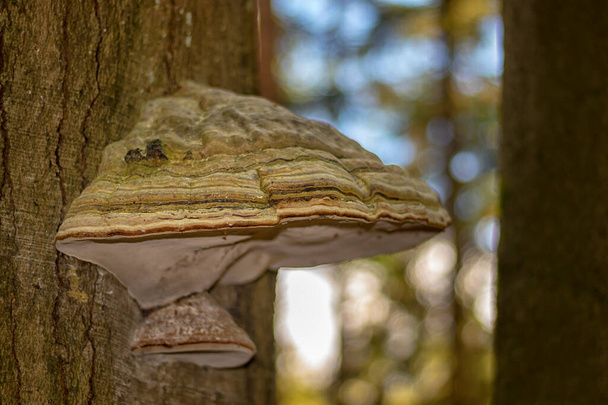 Polyporus - Pilz auf einem Baumstamm, im Wald, Nahsicht - Foto, Bild