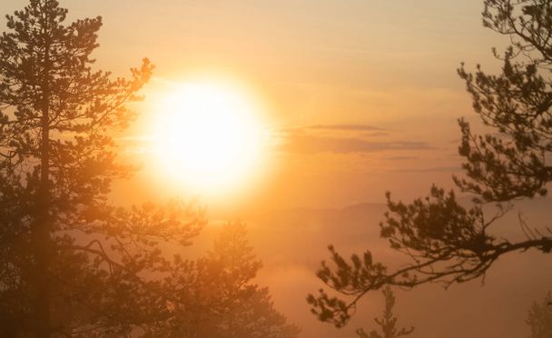 Величезне м'яке сонце світить крізь дуже туманні скандинавські гірські соснові ліси, золотий літній день з густим туманом в горах, Північна Швеція. - Фото, зображення