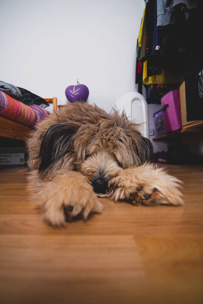Perro de pelo largo descansando en el suelo de una casa
 - Foto, Imagen