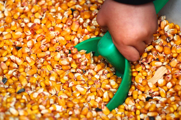 Mano de niño con cuchara y semillas de maíz
 - Foto, imagen