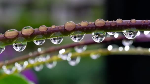 2020年5月22日東京2020年5月22日ブルティラ・ストラタ・ヒヤシンス蘭・中国の地上蘭・ランランの茎に水滴 - 映像、動画