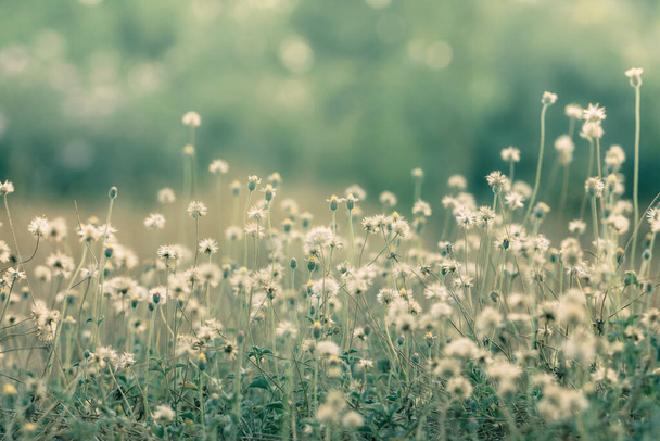 Meadow flowers, beautiful fresh morning in soft warm light. Vintage autumn landscape blurry natural background. - Photo, image