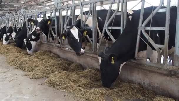 stalla dove ci sono un sacco di mucche
 - Filmati, video