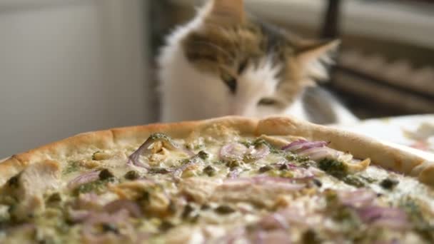 feliz gato lame deliciosa pizza en la mesa en la cocina
 - Imágenes, Vídeo