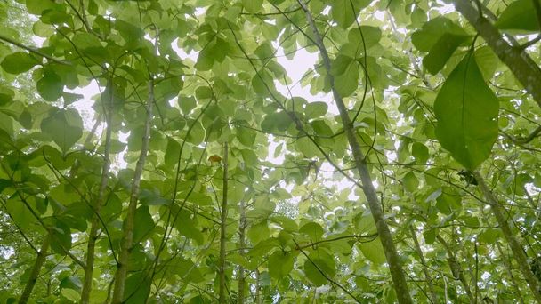Тиковые леса в окружающей среде листья на деревьях с низким углом зрения и сельскохозяйственных плантаций с зеленым листом в сельской местности с движения размытие
. - Фото, изображение