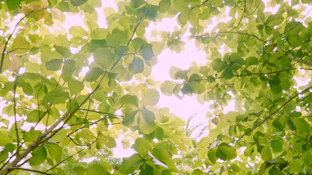 Lasy tekowe w środowisku liść na drzewie niski kąt widzenia i rolnicze na plantacji z zielonym liściem na wsi z ruchu rozmycia. - Zdjęcie, obraz