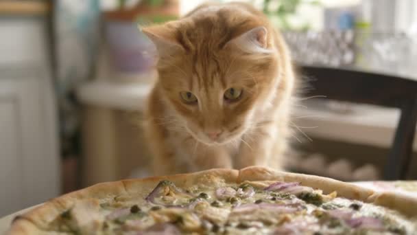 éhes macska nyalogatja friss pizza az asztalon a konyhában, lány hajtja macska el az asztaltól - Felvétel, videó