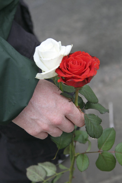 witte en rode rozen in een mannenhand. rouwscenario met bloemen - Foto, afbeelding