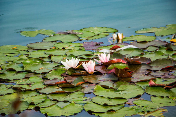 Розовые лотосы в чистой воде. Красивые водяные лилии в пруду. Азиатский цветок - символ спокойствия и расслабления
. - Фото, изображение