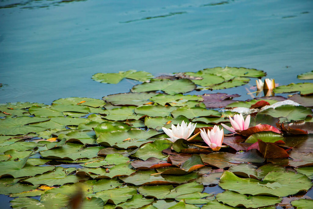 Розовые лотосы в чистой воде. Красивые водяные лилии в пруду
. - Фото, изображение