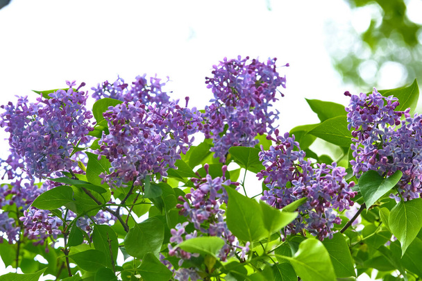 purple lilac flowers on a branch in spring. blurred background, General plan - Foto, afbeelding