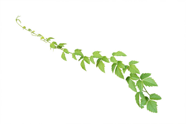 Ivy vine plant, wild climbing on white background, clipping path. - Photo, Image