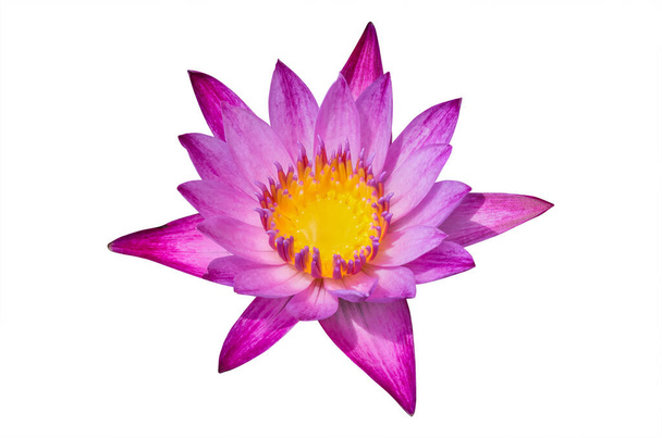 Lotus květiny růžová barva na bílém pozadí. mají oříznutou cestu - Fotografie, Obrázek