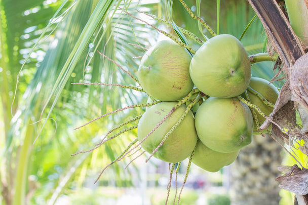 Kokosový ořech na stromě - Fotografie, Obrázek