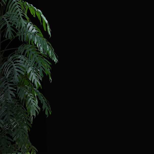 növény trópusi levelek dzsungel, sötétzöld lombozat elszigetelt fekete háttér. Vágási útvonal - Fotó, kép