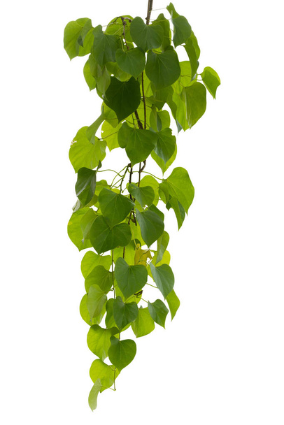 Pflanze isoliert Efeu grünen Weinstock kletternden tropischen. Steilpfad - Foto, Bild