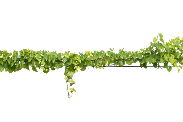 Φυτό κισσό. Αμπελώνες σε στύλους σε λευκό φόντο - Φωτογραφία, εικόνα