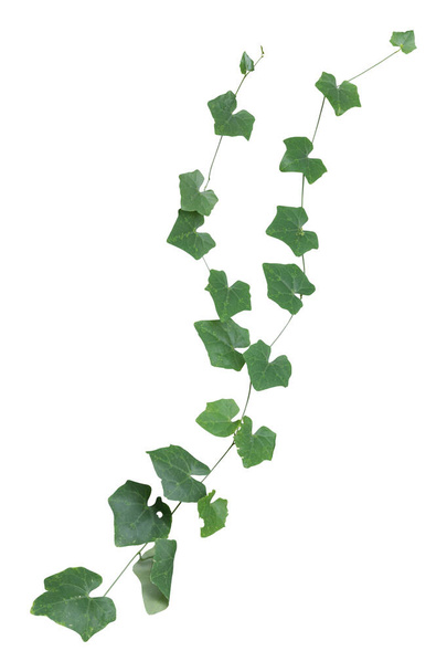 растение изолированные плющ зеленый виноградная лоза восхождения тропических. Обрезной путь
 - Фото, изображение