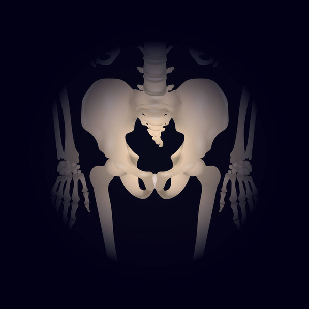 кости бедренного сустава человека
 - Вектор,изображение