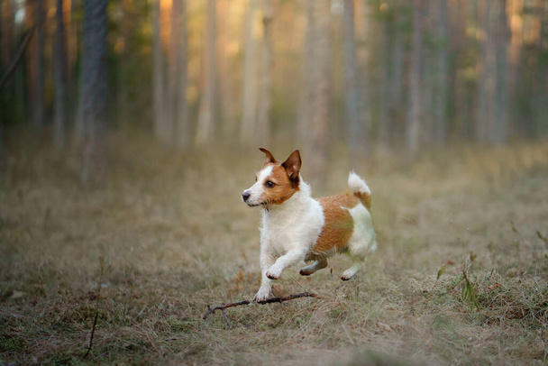 犬は森の中を走る。自然の中でアクティブなペット。リトル・ジャック・ラッセル・テリアの動き、動き - 写真・画像