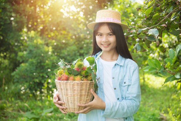 Joven hermosa chica asiática jardinero cosecha rambután fruta en su huerto de frutas orgánicas, concepto de agricultura de frutas orgánicas
. - Foto, imagen