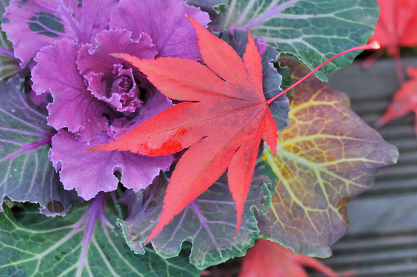 piękne kolory jesieni - Zdjęcie, obraz