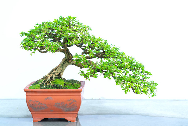 Árbol de bonsái verde aislado sobre fondo blanco en una planta de maceta con muchas formas únicas diferentes que simbolizan una abstracción en la vida que los humanos deben superar para sobrevivir
 - Foto, Imagen