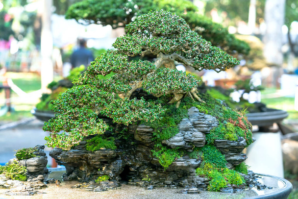 Penjing miniature dans un plateau en forme de tige est façonné créer un bel art dans la nature
. - Photo, image