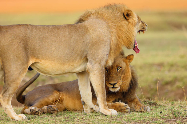 Etelä-Leijona (Panthera leo) myös Itä-etelä-Afrikan leijona. Hallitseva urokset tervetulleita tapaamaan savannilla värikäs tausta.Kevyt leijona, jolla on avoin suu, tumma näyttää linssiin
. - Valokuva, kuva