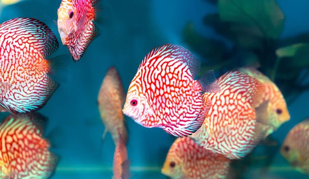 Discus Fish Colorful swimming in fish tank. This is a species of ornamental fish used to decorate the scene in the house - Photo, Image