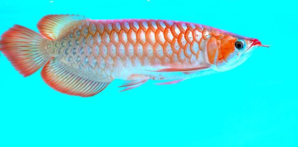 Arowana στο ενυδρείο, ένα αγαπημένο ψάρι με μακρύ σώμα, όμορφο σχήμα δράκου πολύχρωμο για διακόσμηση στο ενυδρείο σε πλούσια οικογένεια - Φωτογραφία, εικόνα