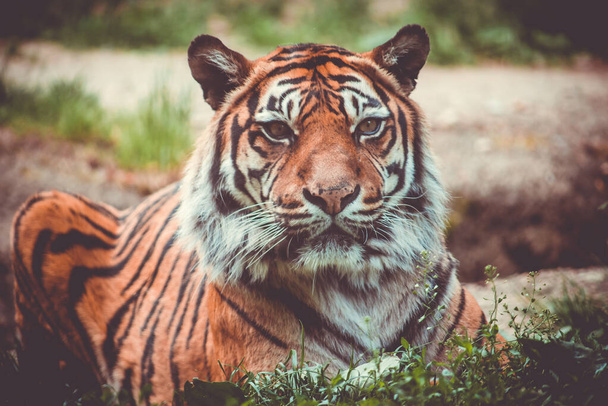 Sumatran tiger (Panthera tigris sumatrae) beautiful animal and his portrait - Photo, Image