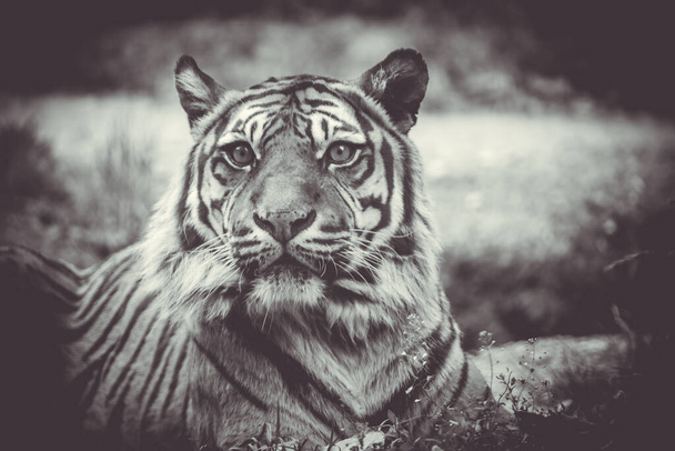 Sumatrzański tygrys (Panthera tigris sumatrae) piękne zwierzę i jego portret - Zdjęcie, obraz