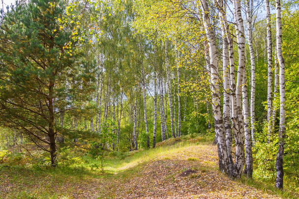 Pure light forest in early autumn - Photo, Image