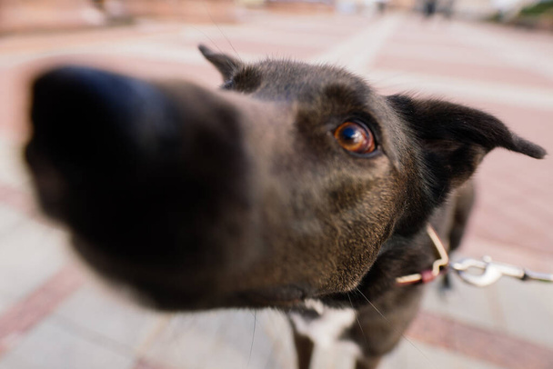 Portrait of animal. Black mongrel dog in the city street - Photo, Image