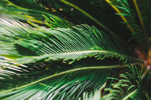 Palmen Nahaufnahme - selektiver Fokus - tropisches Grün - Foto, Bild