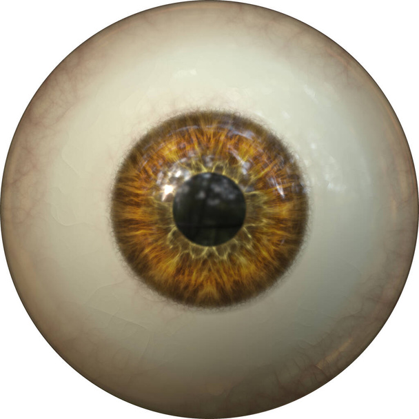 bulbo oculare con pupilla iride  - Foto, immagini