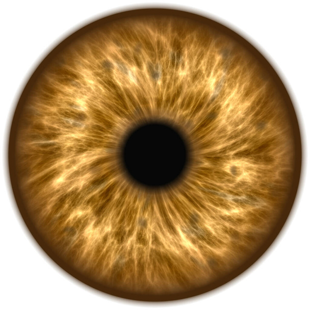 ojo de la cara humana. ilustración vectorial - Foto, Imagen