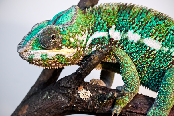 Panther chameleon - Valokuva, kuva