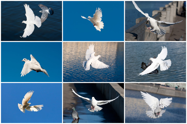 White pigeons - Foto, imagen