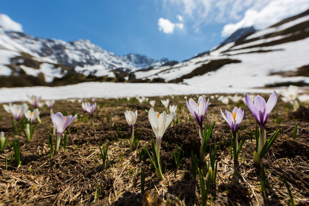 many crocus flowers in Swiss alps in Schanfigg snowcapped mountains and blue sky - Фото, изображение