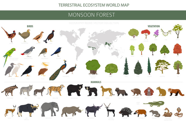Monsunwald Biom, natürliche Region Infografik. Weltkarte des terrestrischen Ökosystems. Tiere, Vögel und Vegetation Designset. Vektorillustration - Vektor, Bild
