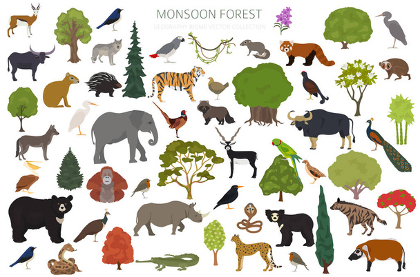 Monsoon bos biome, natuurlijke regio infographic. Terrestrische ecosysteem wereldkaart. Dieren, vogels en vegetaties design set. Vectorillustratie - Vector, afbeelding