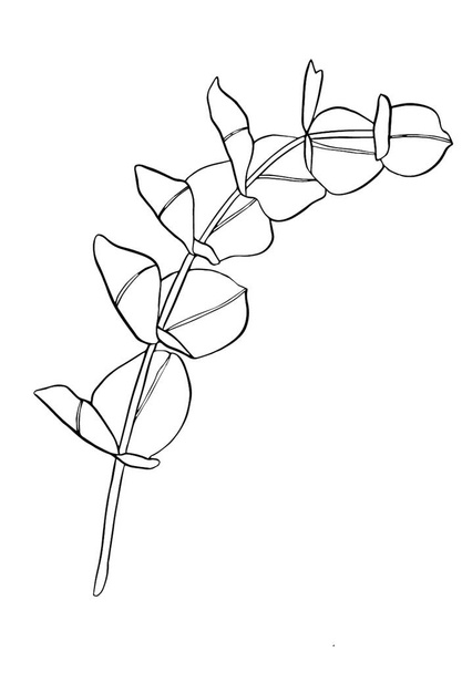 Rama de hojas de eucalipto de línea negra. Elementos de diseño florístico para florística. Ilustración hecha a mano. Tarjeta de felicitación. Impresión floral
 - Vector, imagen