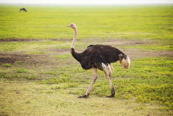 Wild African ostrich in Savannah, Serengeti National Park, Tanzania - Foto, immagini
