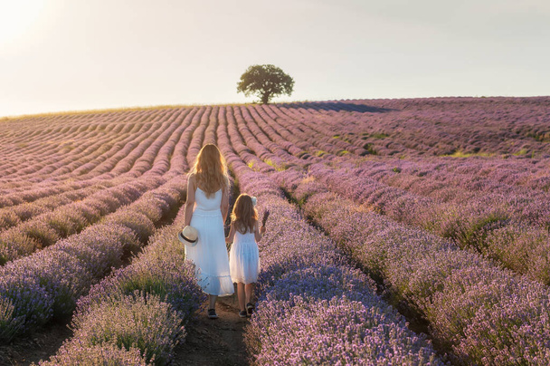 Rear view of mother with her daughter in  white dresses, walking between rows of blooming lavender field at golden hour before sunset - Valokuva, kuva