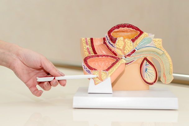 Urólogo mostrando y señalando pelvis masculina, anatomía del sistema urinario y reproductivo masculino, corte transversal. Modelo plástico del cuerpo humano con órganos, orina, parte de la pelvis
. - Foto, Imagen
